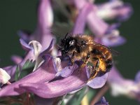 Osmia rufa 14, Rosse metselbij, Saxifraga-Frits Bink