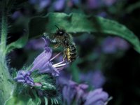 Osmia rufa 17, Rosse metselbij, Saxifraga-Pieter van Breugel