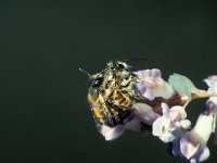 Osmia rufa 2, Rosse metselbij, Saxifraga-Frits Bink