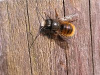 Osmia rufa 3, Rosse metselbij, Saxifraga-Peter Meininger