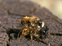 Osmia rufa 5, Rosse metselbij, Saxifraga-Pieter van Breugel