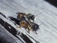 Osmia rufa 6, Rosse metselbij, Saxifraga-Pieter van Breugel