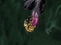 Osmia rufa 7, Rosse metselbij, female, Saxifraga-Pieter van Breugel