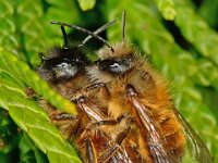 Osmia rufa 16, Rosse metselbij, Saxifraga-Ab H Baas