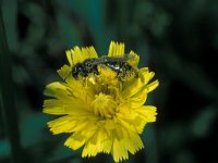 Panurgus banksianus 1, Grote roetbij, female, Saxifraga-Pieter van Breugel