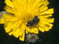 Panurgus calcaratus 1, Kleine roetbij, Saxifraga-Pieter van Breugel