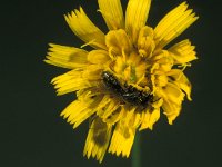 Panurgus calcaratus 2, Kleine roetbij, female, Saxifraga-Frits Bink