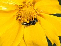 Panurgus calcaratus 3, Kleine roetbij, female, Saxifraga-Frits Bink