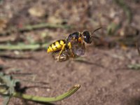 Philanthus triangulum 11, Bijenwolf, Saxifraga-Pieter van Breugel