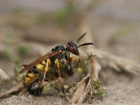 Philanthus triangulum 12, Bijenwolf, Saxifraga-Luc Hoogenstein