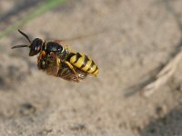 Philanthus triangulum 13, Bijenwolf, Saxifraga-Luc Hoogenstein