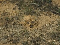 Philanthus triangulum 16, Bijenwolf, nest, Saxifraga-Frits Bink