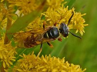 Philanthus triangulum 18, Bijenwolf, Saxifraga-Ab H Baas