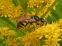 Philanthus triangulum 19, Bijenwolf, Saxifraga-Ab H Baas