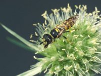 Philanthus triangulum 4, Bijenwolf, male, Saxifraga-Frits Bink