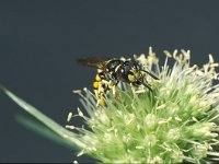 Philanthus triangulum 5, Bijenwolf, male, Saxifraga-Frits Bink