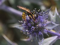 Philanthus triangulum 6, Bijenwolf, Saxifraga-Peter Meininger