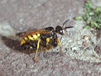 Philanthus triangulum 7, Bijenwolf, Saxifraga-Pieter van Breugel