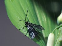 Phymatocera aterrima, Solomons-seal Sawfly