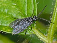 Phymatocera aterrima 6, Salomonszegelbladwesp, Saxifraga-Ab H Baas