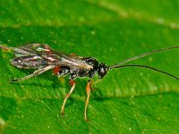 Pimplinae sp 1, Saxifraga-Ab H Baas