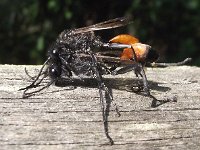 Podalonia affinis 2, Gewone aardrupsendoder, Saxifraga-Frank Dorsman  Podalonia affinis, Gewone aardrupsendoderAW-duinen 150711