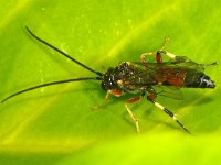 Polyblastus cothurnatus 2, Saxifraga-Ab H Baas