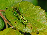 Rhogogaster viridis 2, Saxifraga-Ab H Baas