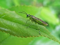 Rhogogaster viridis 3, Saxifraga-Ab H Baas