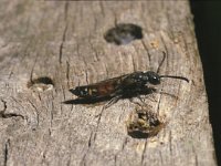 Sapyga quinquepunctata 2, Bonte knotswesp, Saxifraga-Pieter van Breugel