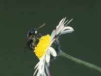 Sapyga quinquepunctata 3, Bonte knotswesp, male, Saxifraga-Frits Bink