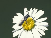 Sapyga quinquepunctata 4, Bonte knotswesp, male, ex Osmia rufa, Saxifraga-Frits Bink