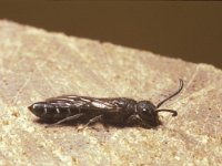 Sapygina decemguttata 2, Kleine knotswesp, female, Saxifraga-Pieter van Breugel