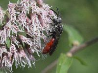 Sphecodes albilabris 1, Grote bloedbij, Saxifraga-Peter Meininger