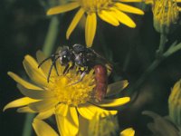 Sphecodes albilabris