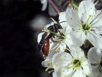 Sphecodes albilabris 2, Grote bloedbij, female, Saxifraga-Pieter van Breugel