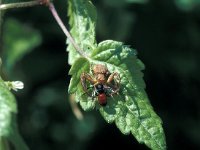 Sphecodes albilabris 3, Grote bloedbij, Saxifraga-Frits Bink