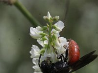 Sphecodes albilabris 4, Grote bloedbij, Saxifraga-Rutger Barendse