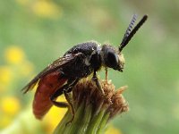 Sphecodes albilabris 8, Grote bloedbij, Saxifraga-Frank Dorsman  Sphecodes albilabris​​, Grote bloedbij AW-duinen 300811