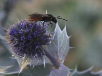 Sphecodes albilabris 9, Grote bloedbij, Saxifraga-Peter Meininger