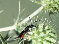 Sphecodes gibbus