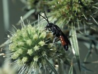 Sphecodes gibbus 2, Pantserbloedbij, male, Saxifraga-Frits Bink