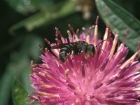 Stelis punctulatissima 2, Geelgerande tubebij, Saxifraga-Pieter van Breugel