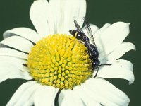 Symmorphus bifasciatus 2, Saxifraga-Frits Bink