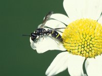 Symmorphus bifasciatus 3, Saxifraga-Frits Bink