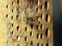 Symmorphus bifasciatus 4, female, Saxifraga-Pieter van Breugel