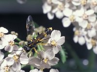 Tenthredo amoena 1, Saxifraga-Frits Bink