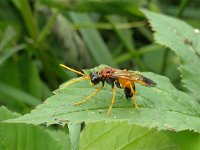 Tenthredo campestris