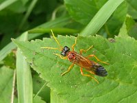 Tenthredo campestris 2, Saxifraga-Ab H Baas