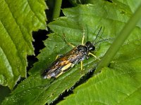 Tenthredo maculata #01764 : Tenthredo maculata, female